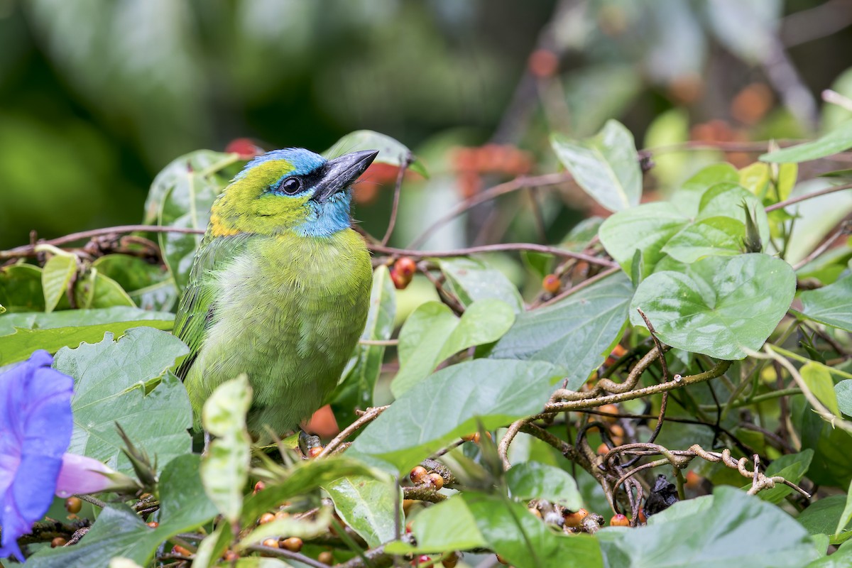 Golden-naped Barbet - ML637687227