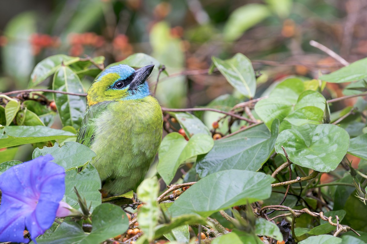 Golden-naped Barbet - ML637687228