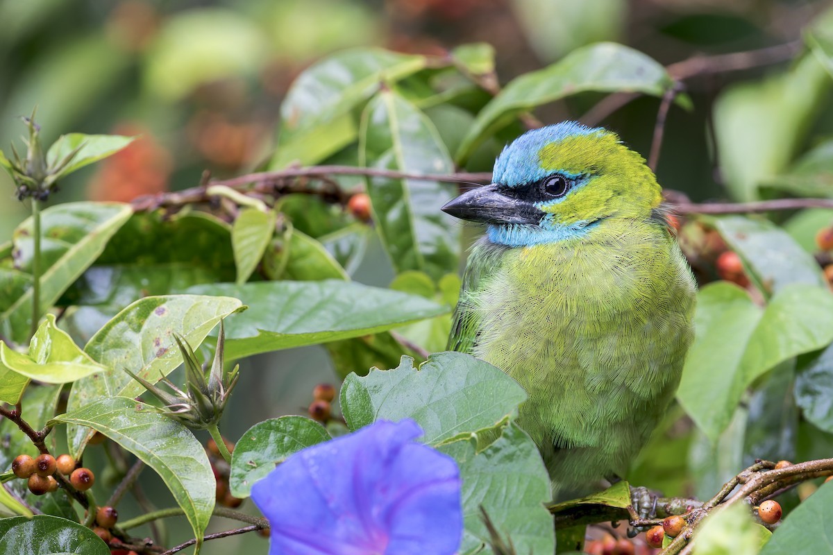 Golden-naped Barbet - ML637687229