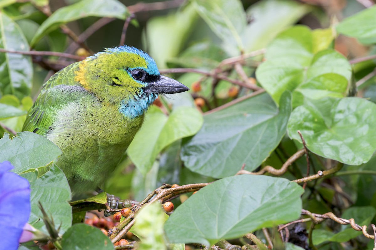 Golden-naped Barbet - ML637687230