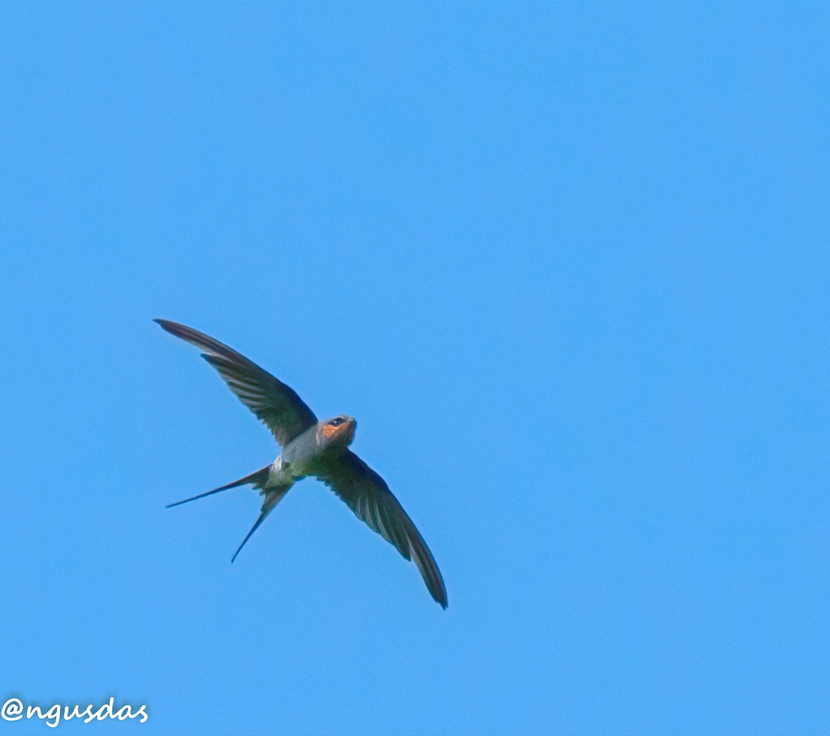 Crested Treeswift - ML637687245