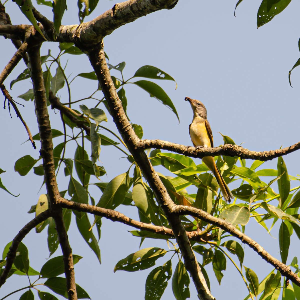 Rosy Minivet - ML637687249