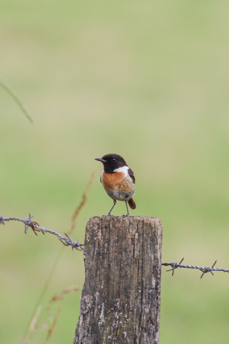 European Stonechat - ML637687250