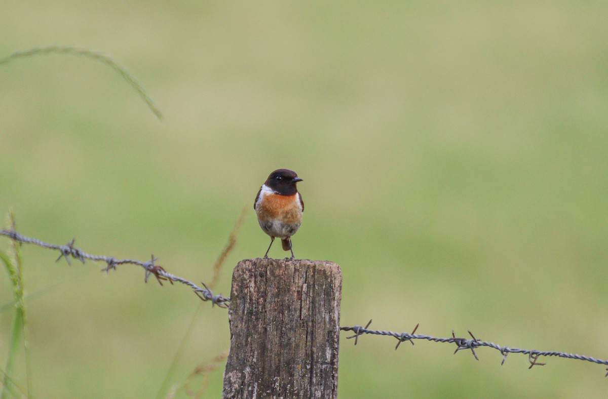 European Stonechat - ML637687251