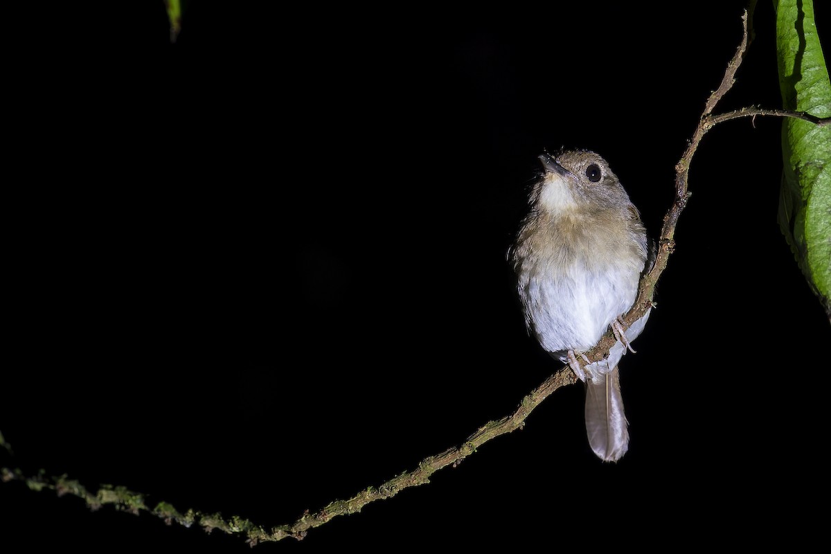 Fulvous-chested Jungle Flycatcher - ML637687263