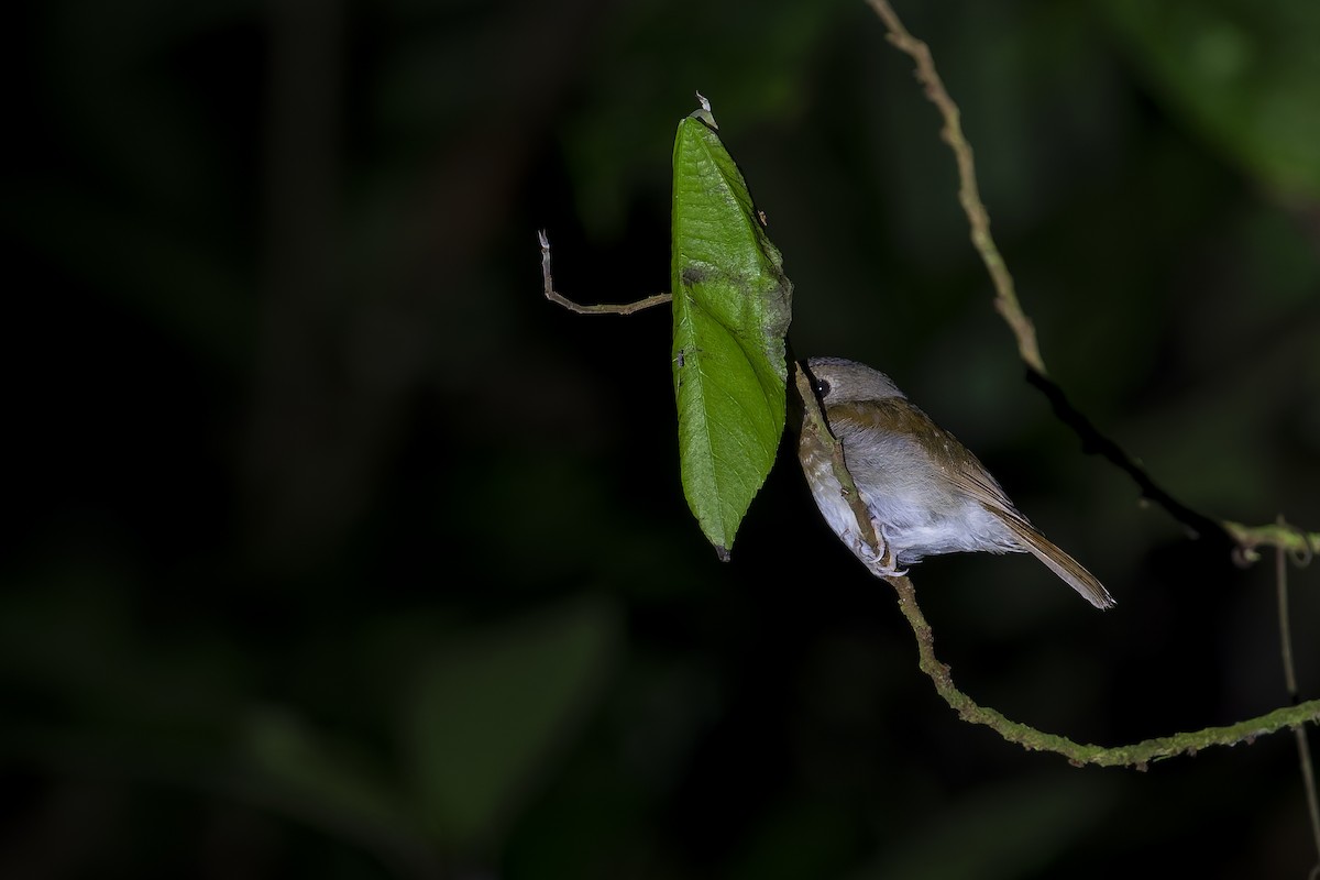 Fulvous-chested Jungle Flycatcher - ML637687264