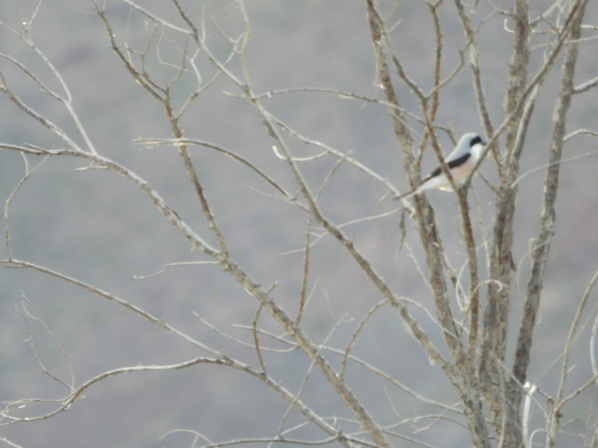 Lesser Gray Shrike - ML637687361