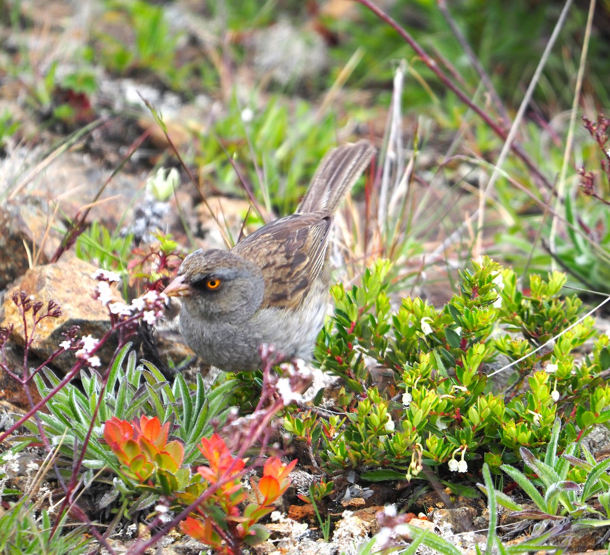 Volcano Junco - ML637687417