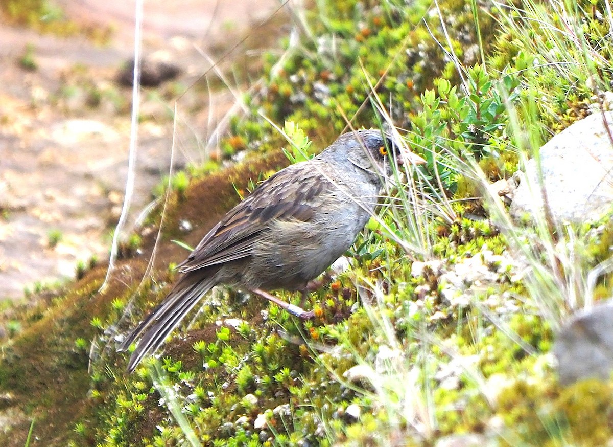 Volcano Junco - ML637687438