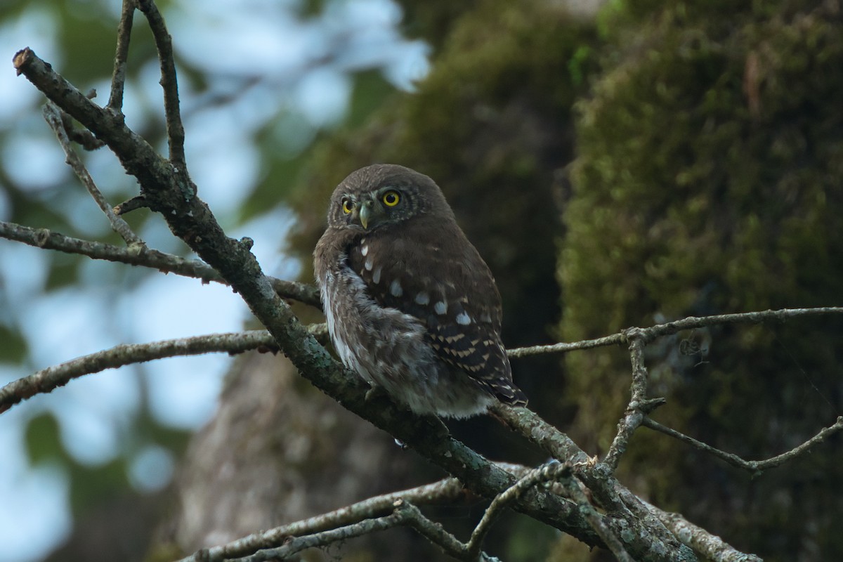 Collared Owlet - ML637687471