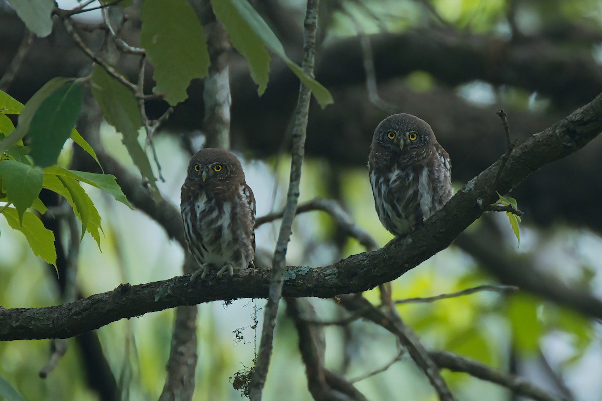 Collared Owlet - ML637687473