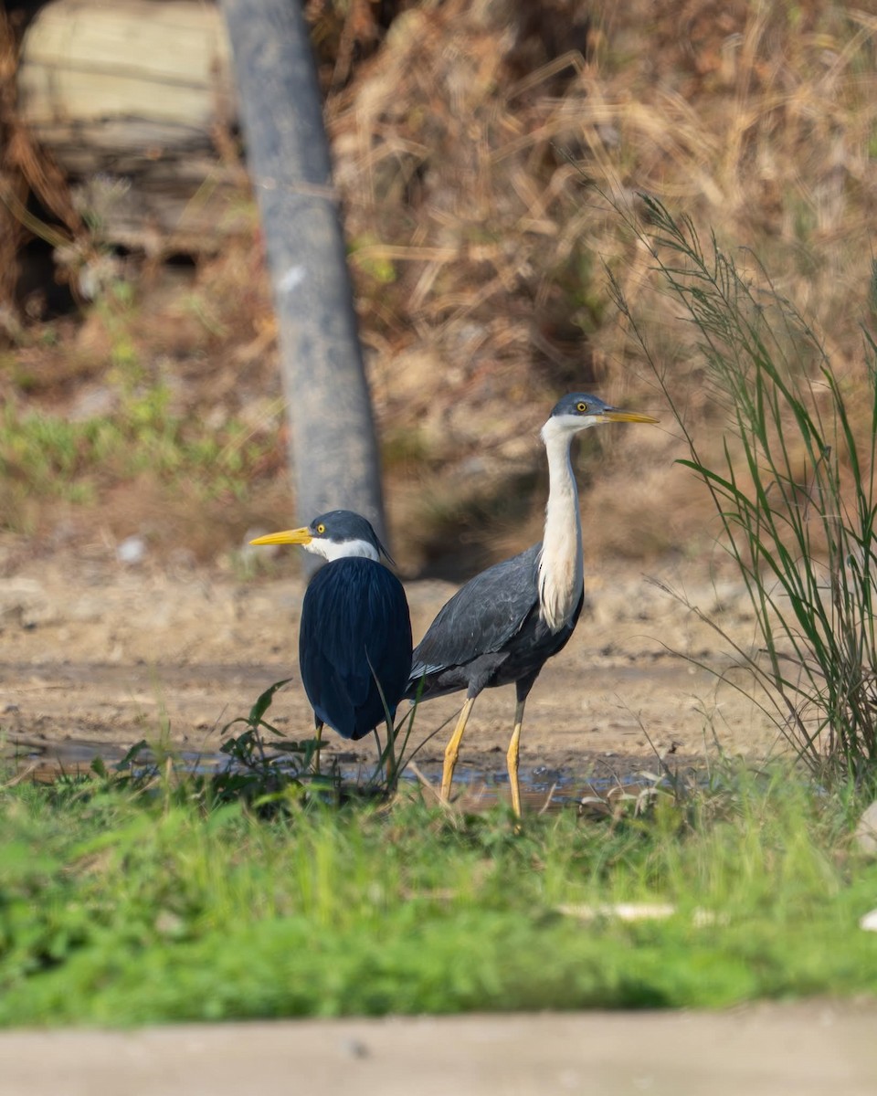 Pied Heron - ML637687503