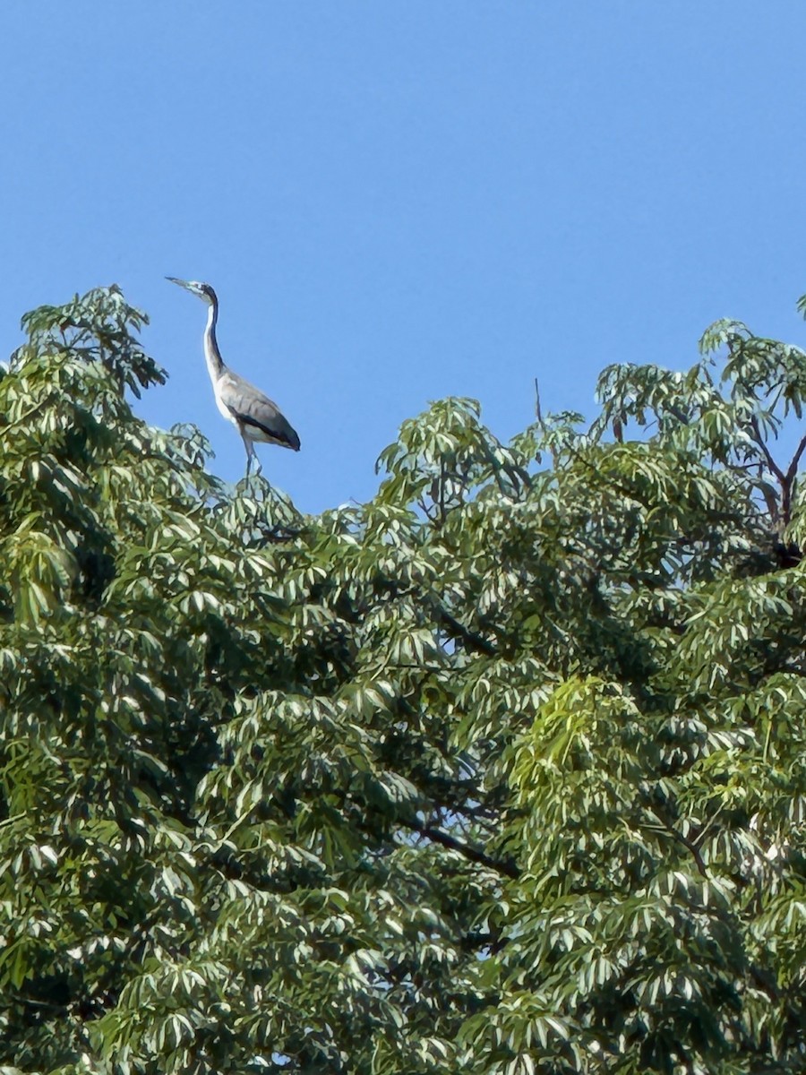 Black-headed Heron - ML637687529