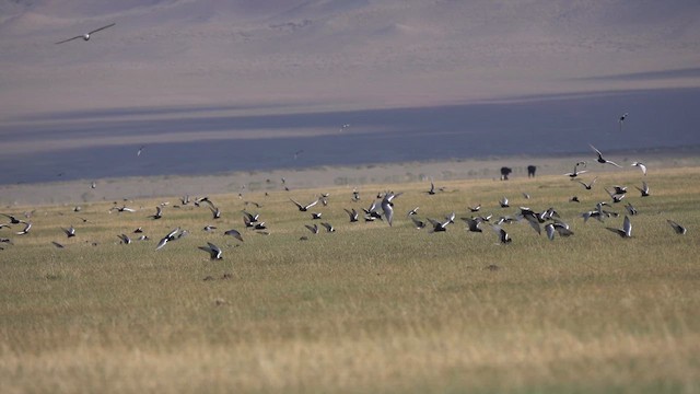 白翅黑燕鷗 - ML637687542