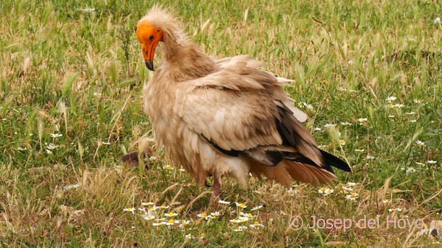 Egyptian Vulture - ML637687556