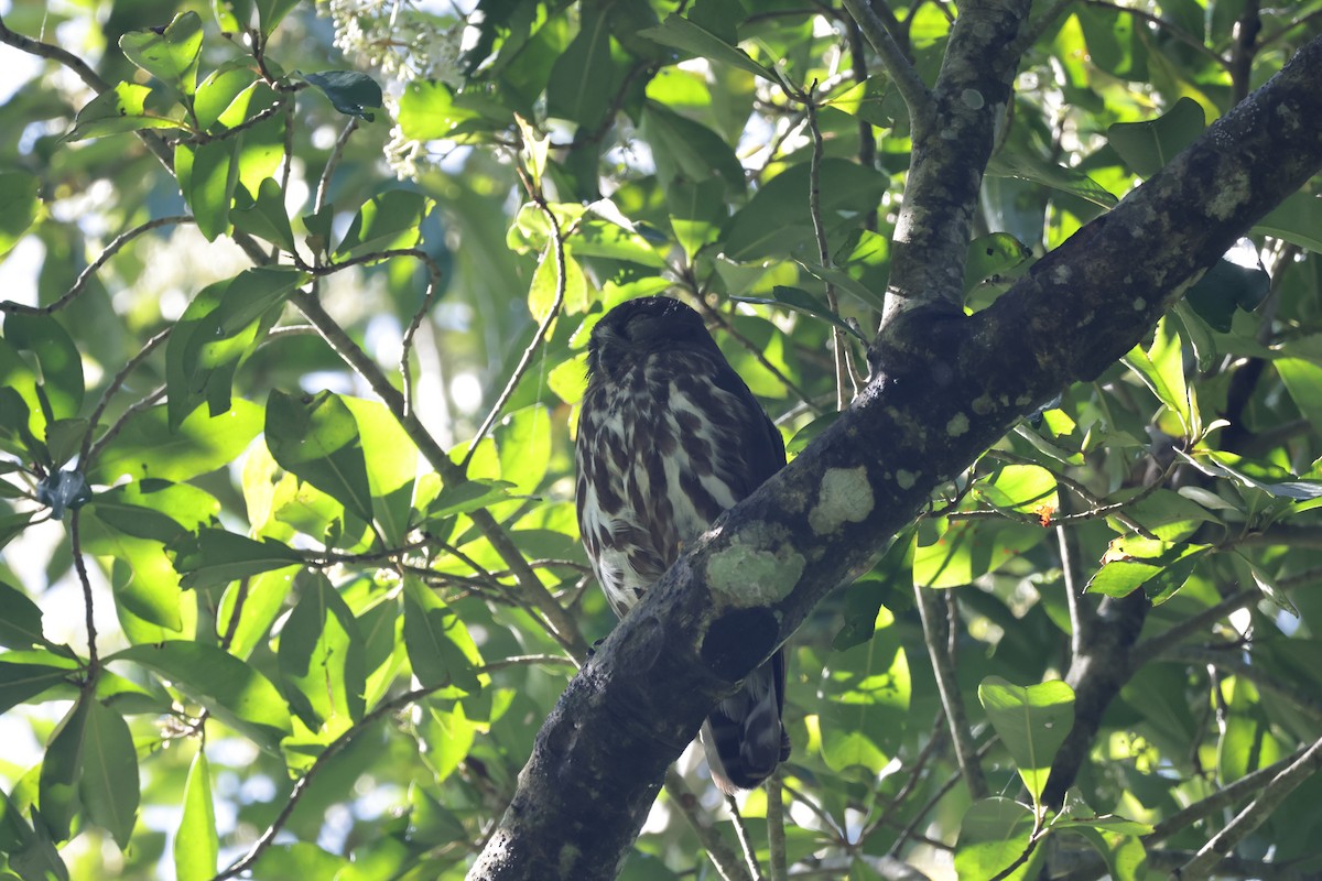 Northern Boobook - ML637687570