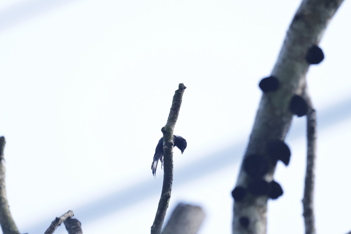 Bronzed Drongo - ML637687571