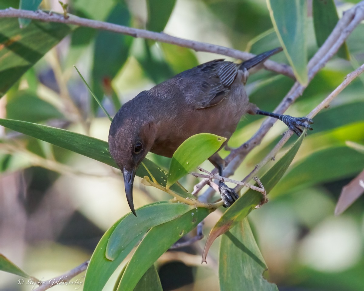 Dusky Myzomela - ML637687631