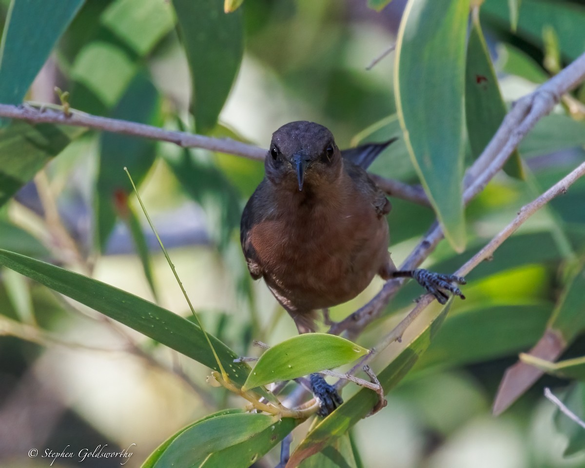 Dusky Myzomela - ML637687632