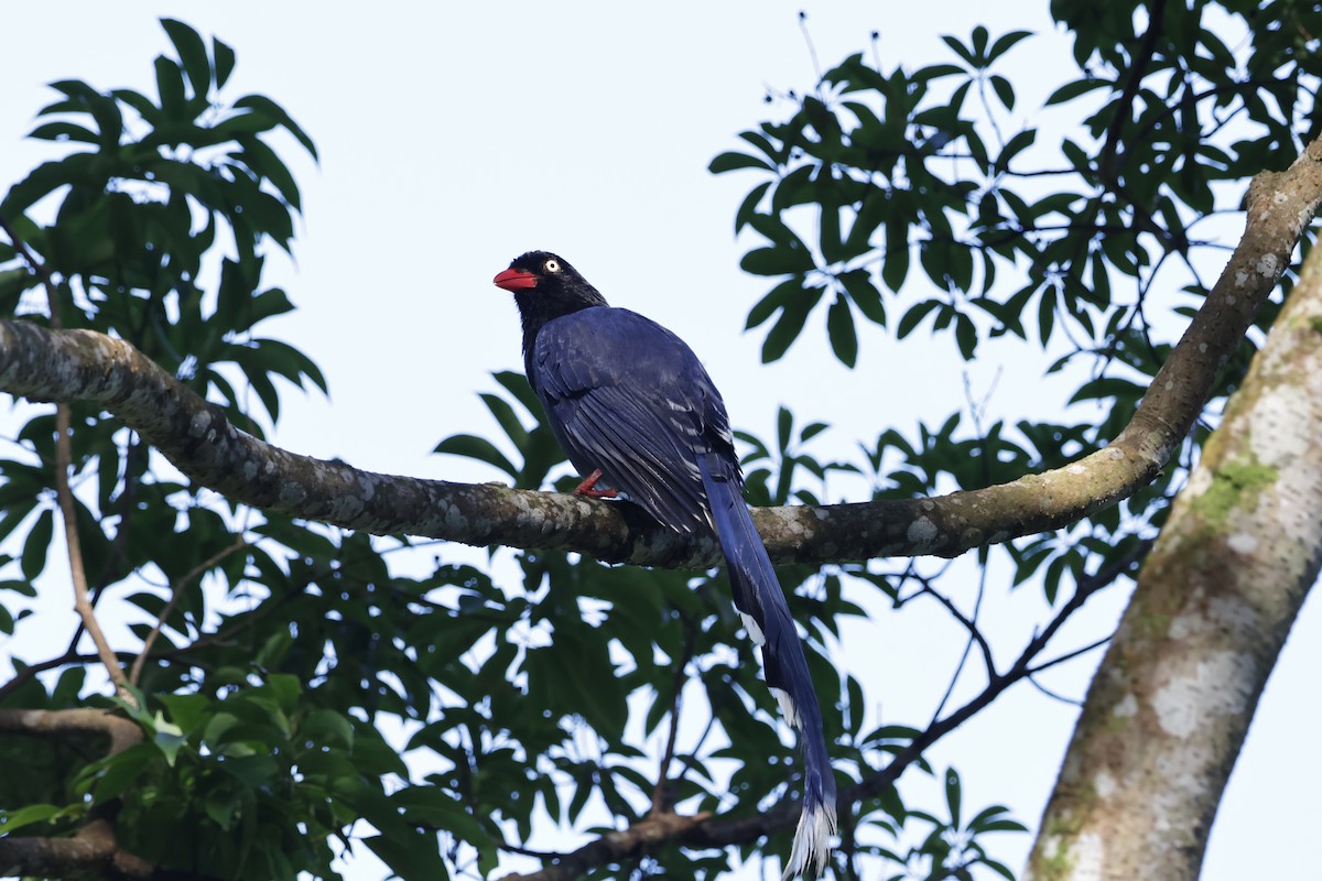 Taiwan Blue-Magpie - ML637687633