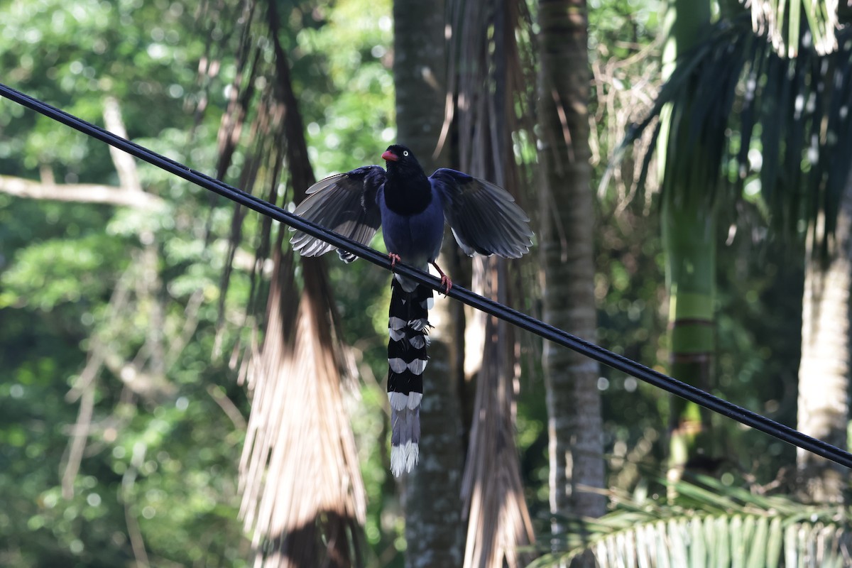 Taiwan Blue-Magpie - ML637687634