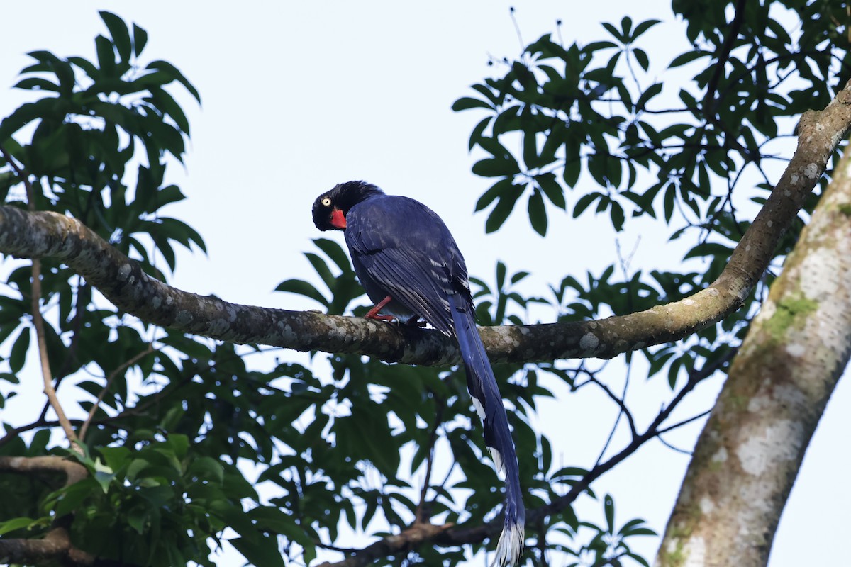Taiwan Blue-Magpie - ML637687635
