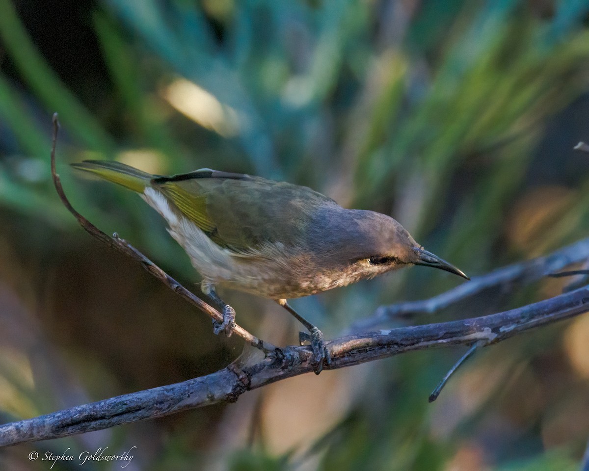 Brown Honeyeater - ML637687640
