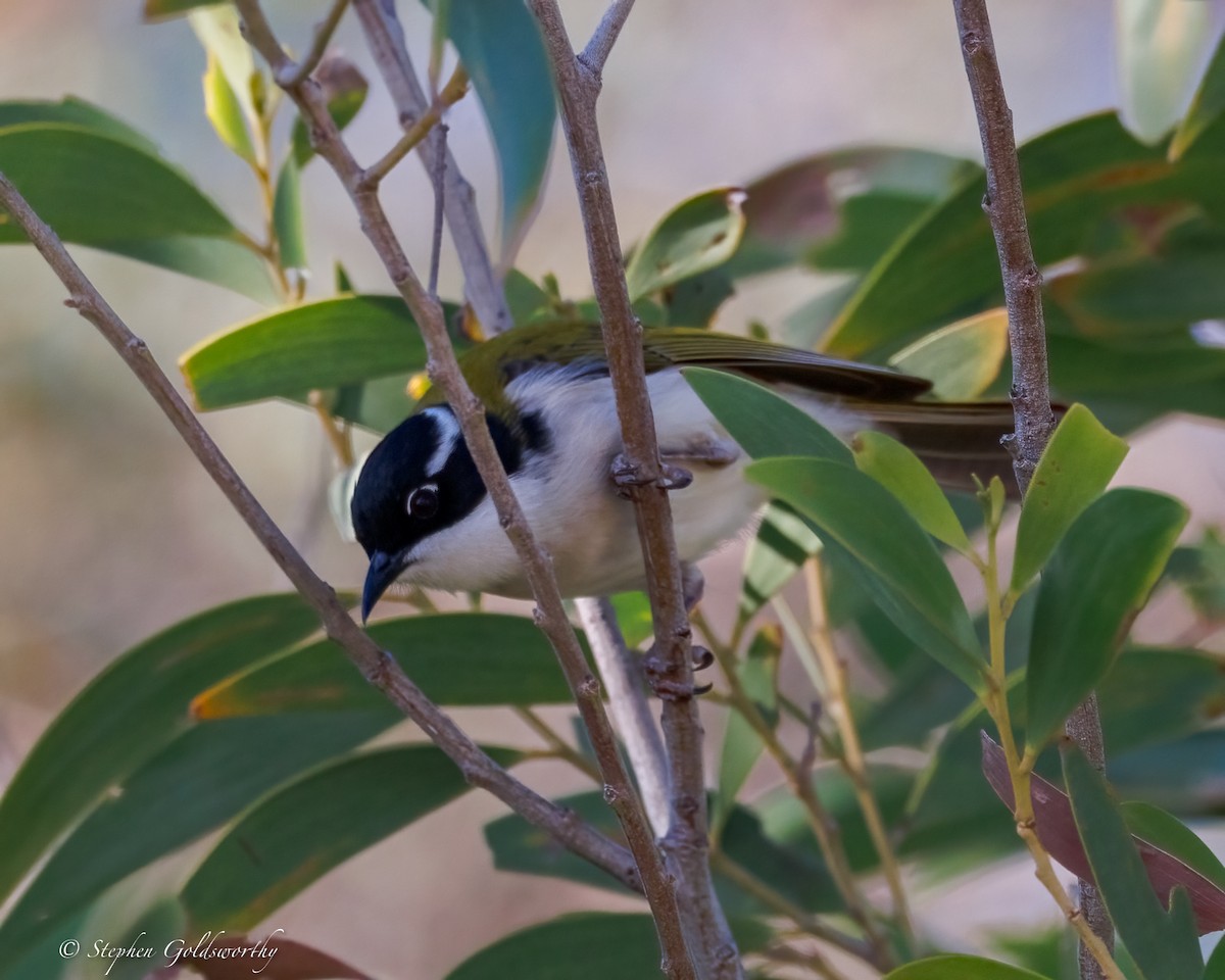 White-throated Honeyeater - ML637687641