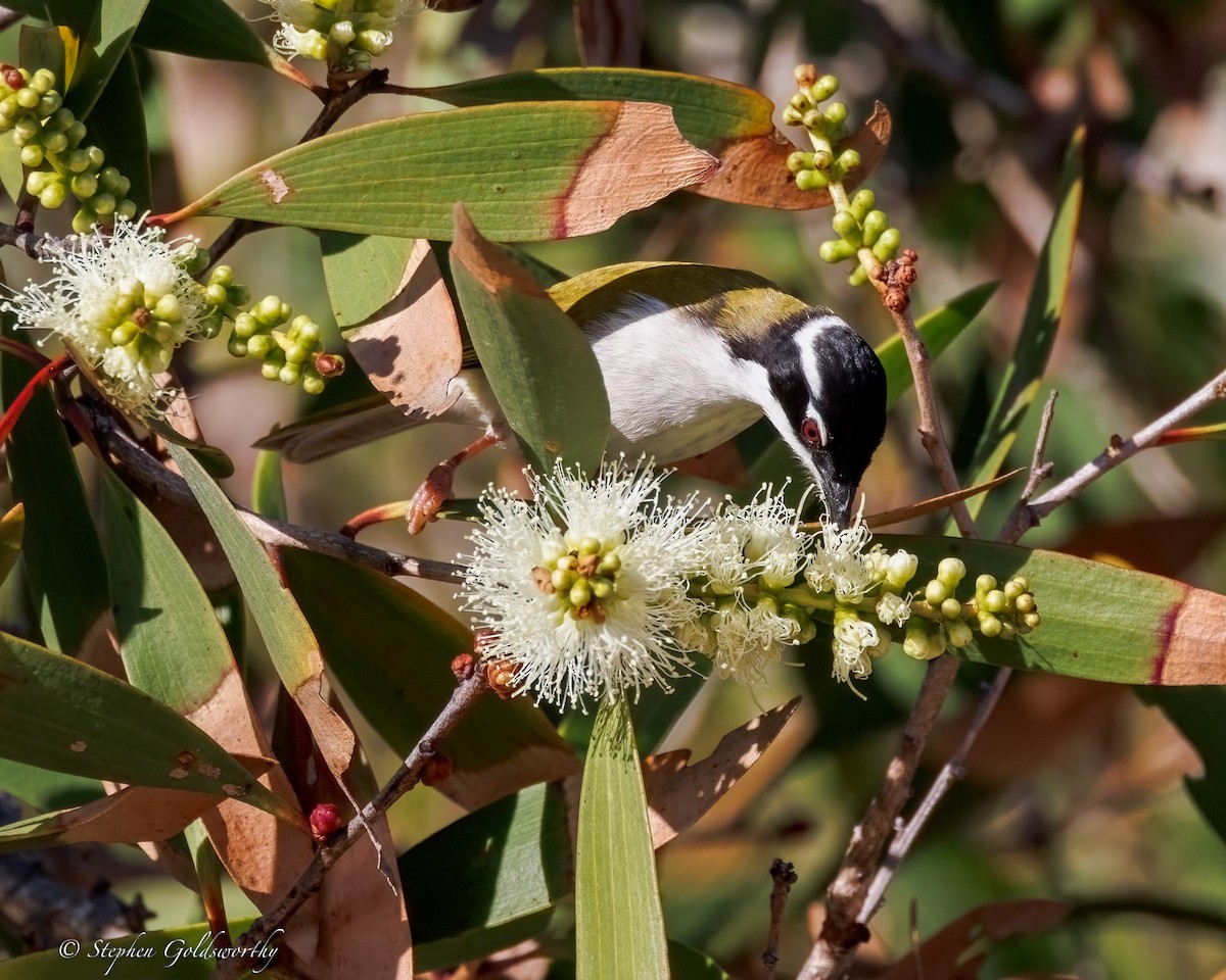White-throated Honeyeater - ML637687642
