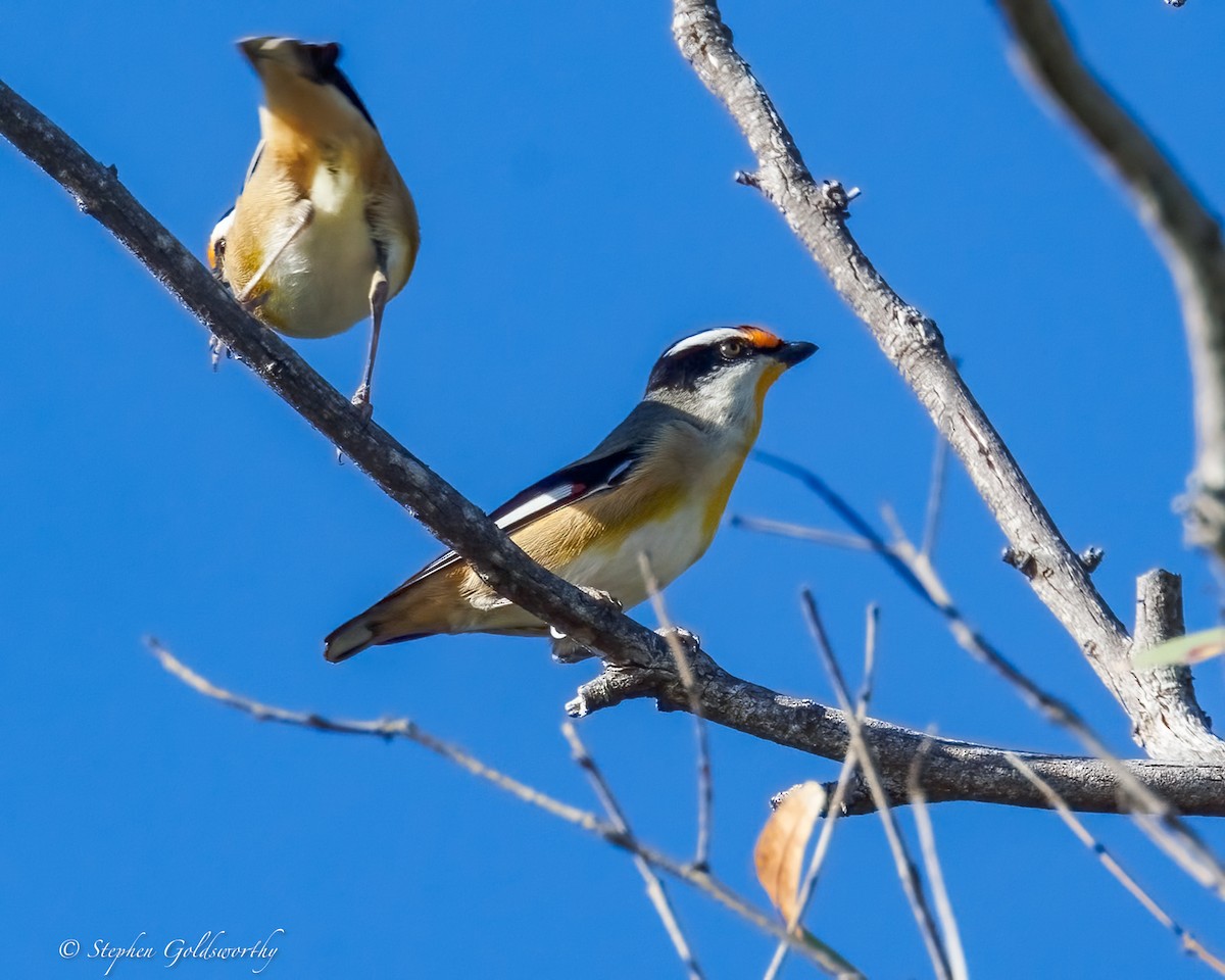 Striated Pardalote - ML637687643