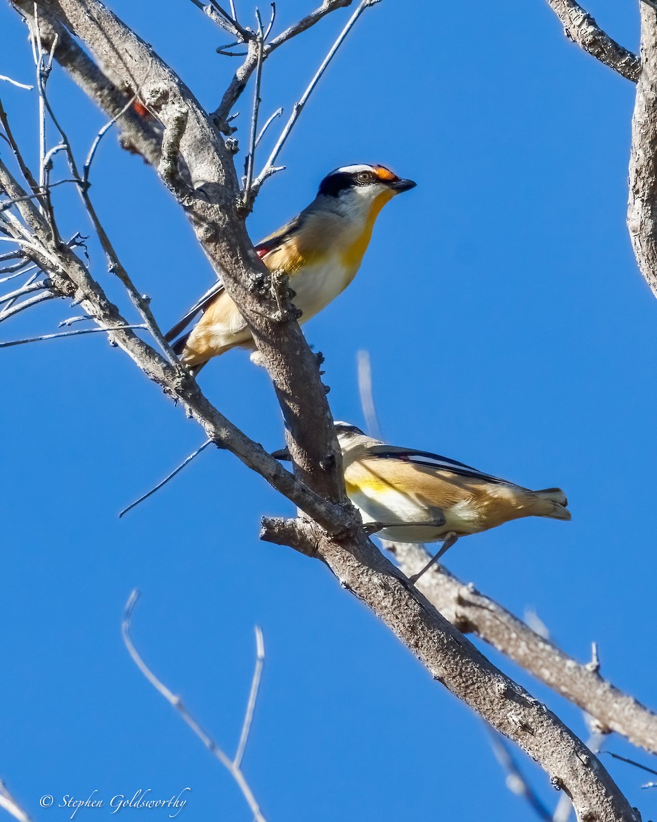 Striated Pardalote - ML637687644