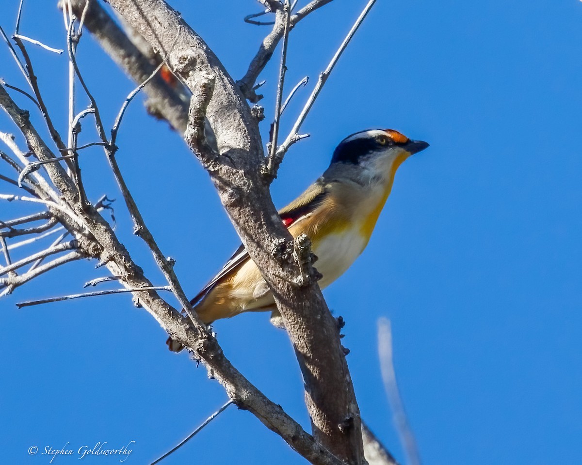 Striated Pardalote - ML637687645
