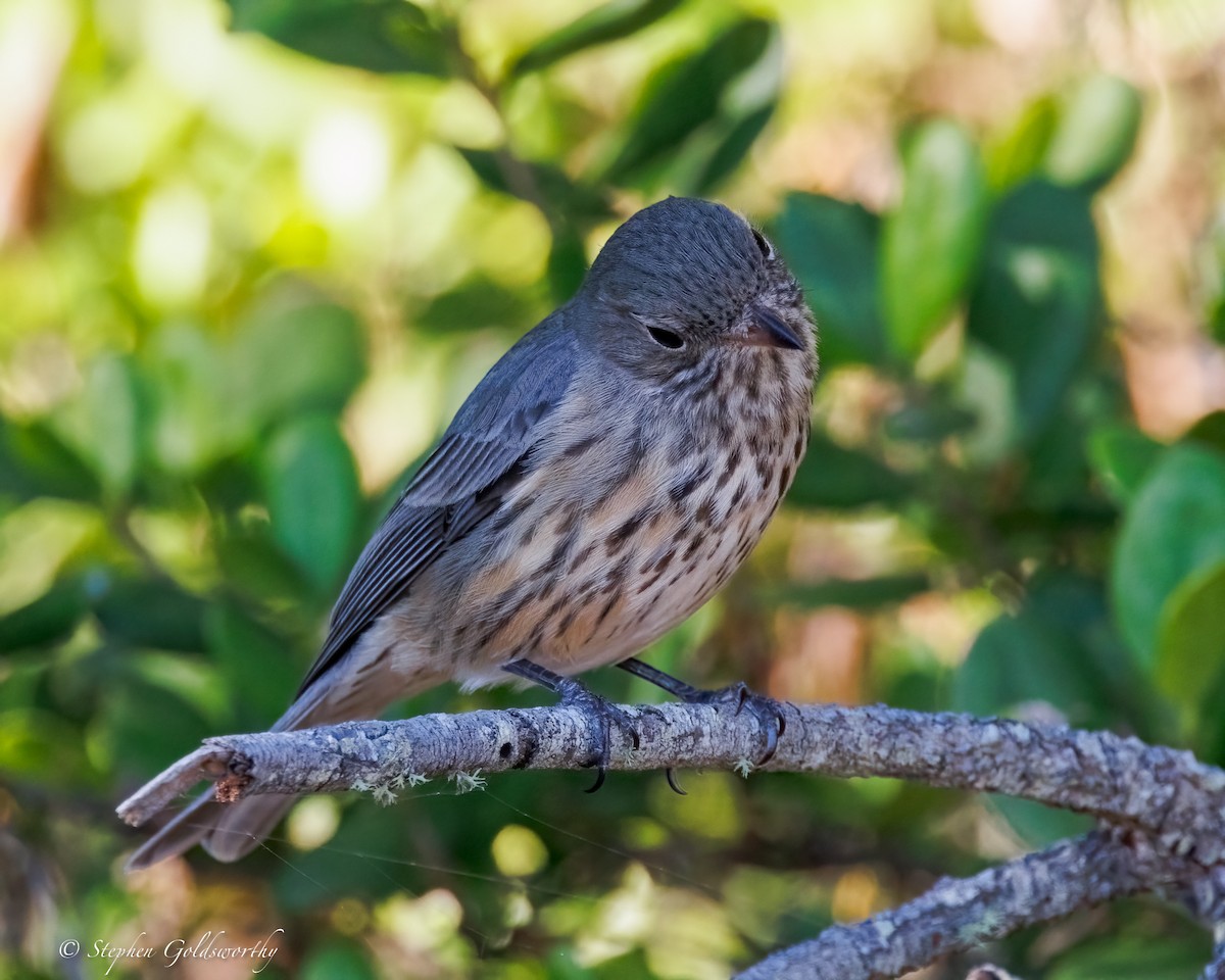 Rufous Whistler - ML637687648