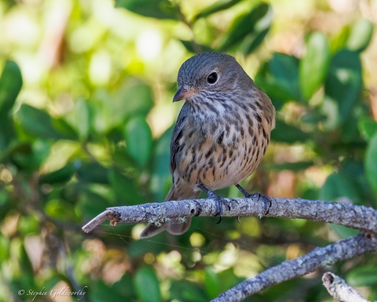 Rufous Whistler - ML637687649