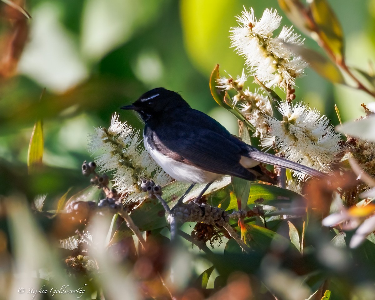 Willie-wagtail - ML637687650