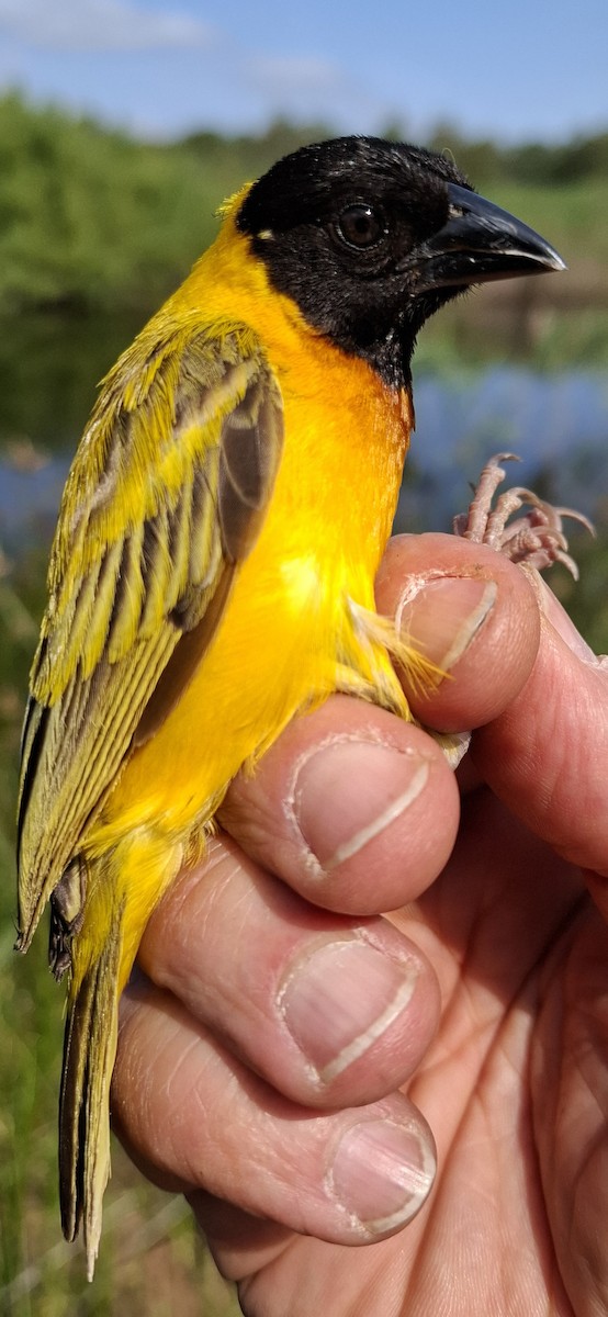 Black-headed Weaver - ML637687652