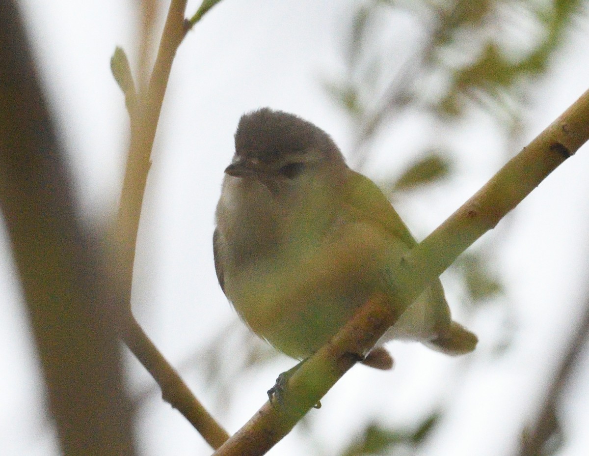 Warbling Vireo - ML637687653