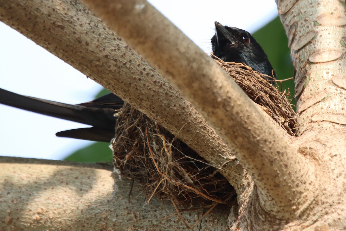 Black Drongo - ML637687654