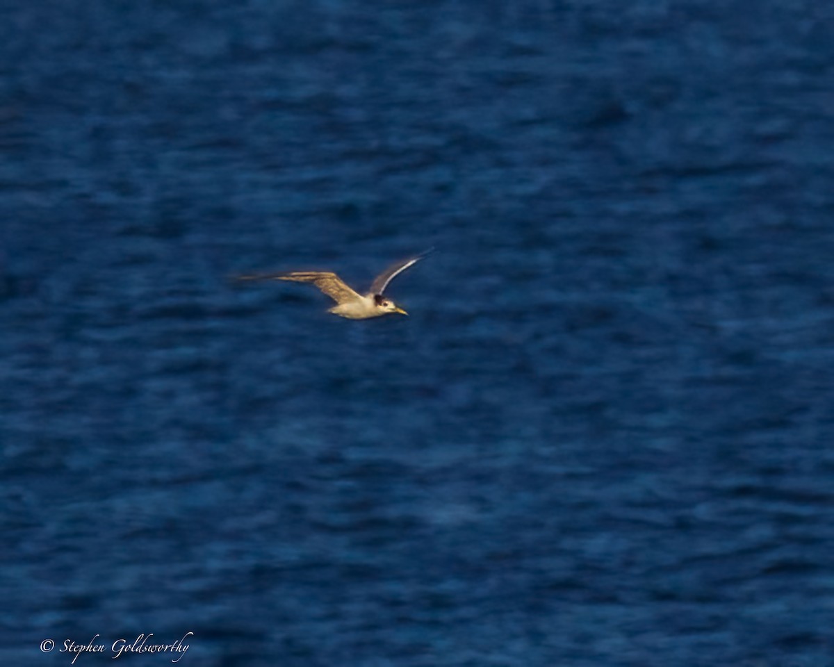 Great Crested Tern - ML637687656