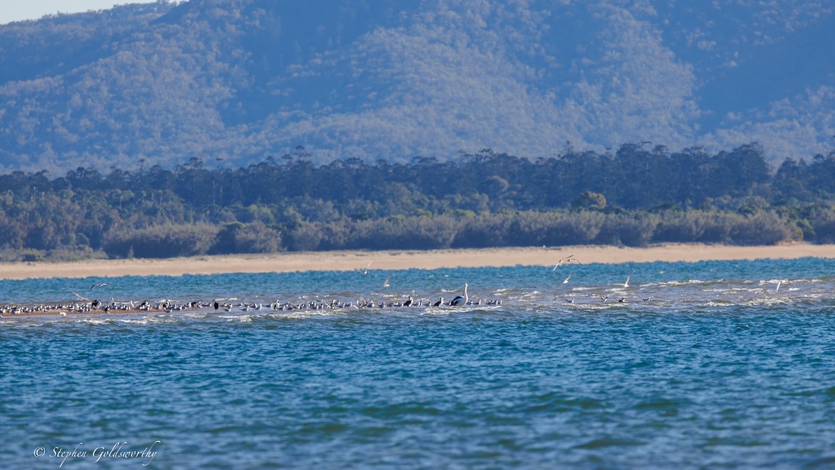 Great Crested Tern - ML637687657