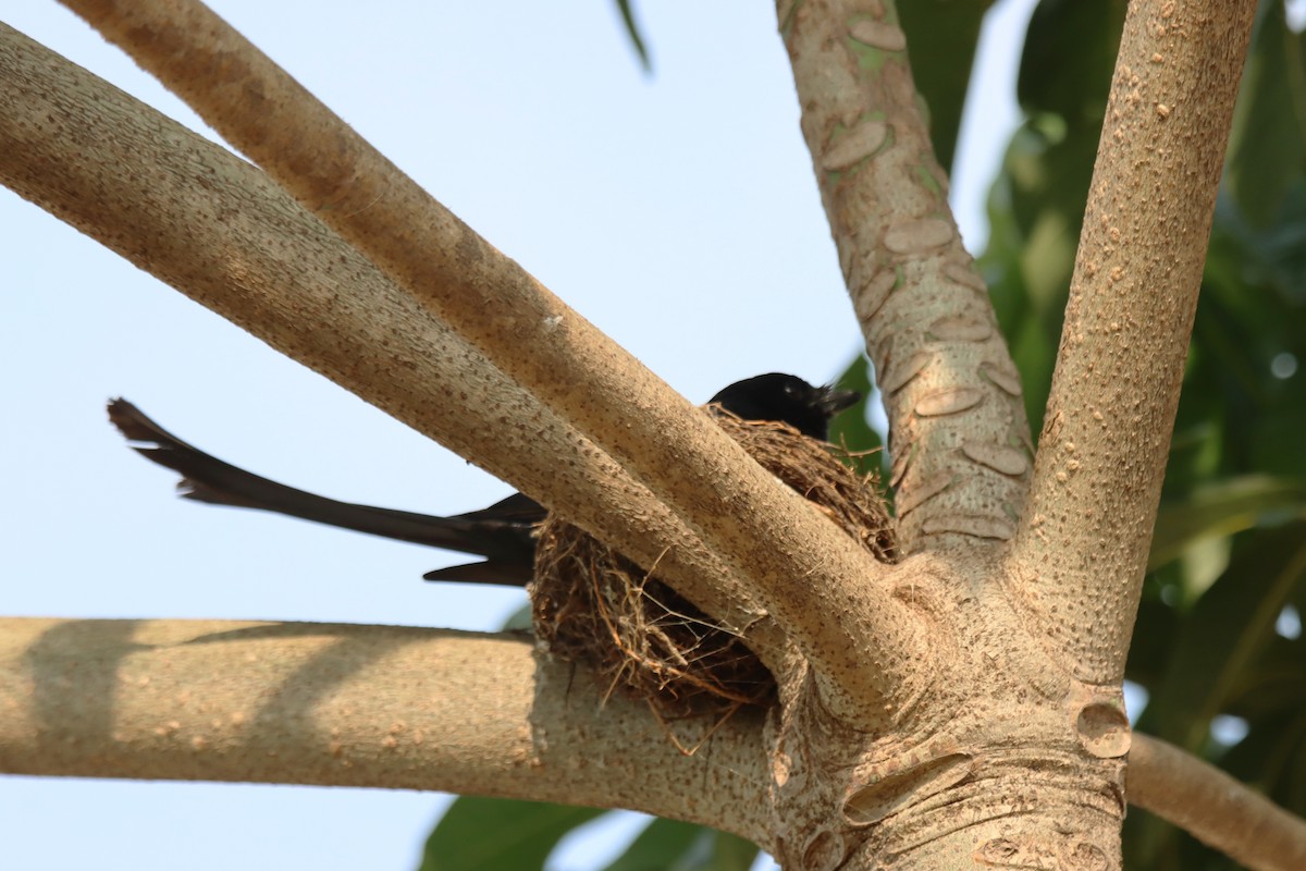 Black Drongo - ML637687659