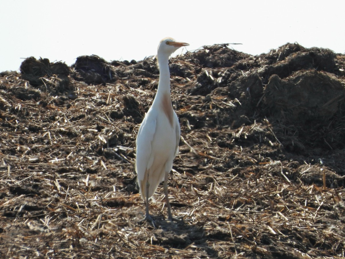 ニシアマサギ - ML637687683