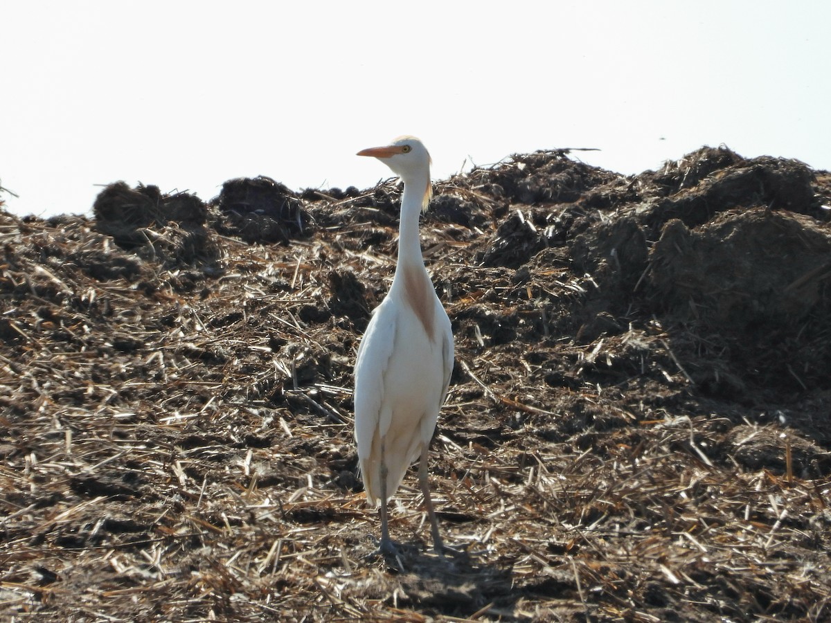 ニシアマサギ - ML637687684