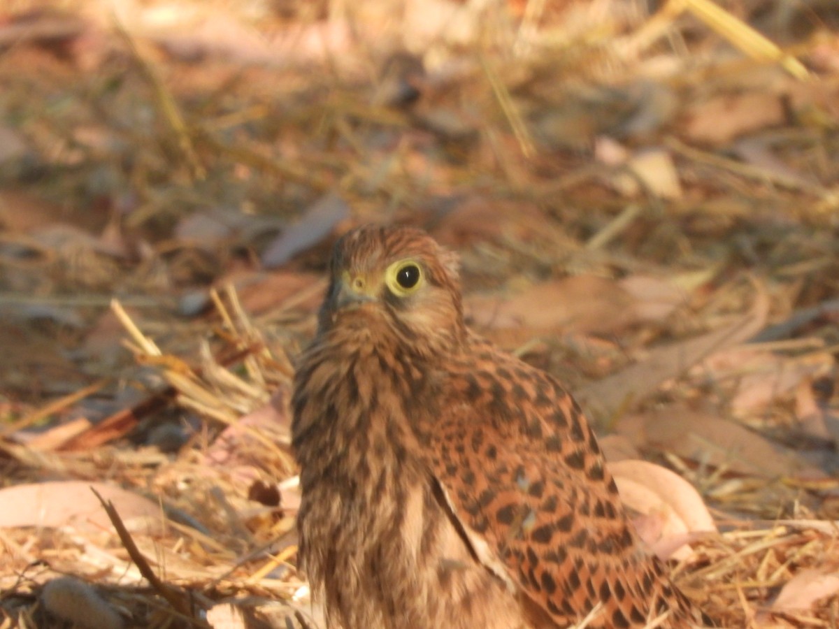 チョウゲンボウ - ML637687687