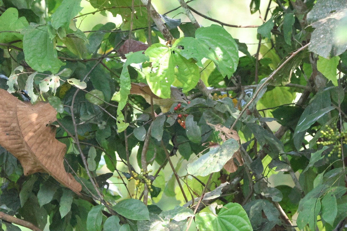 Gray-cheeked Bulbul - ML637687690