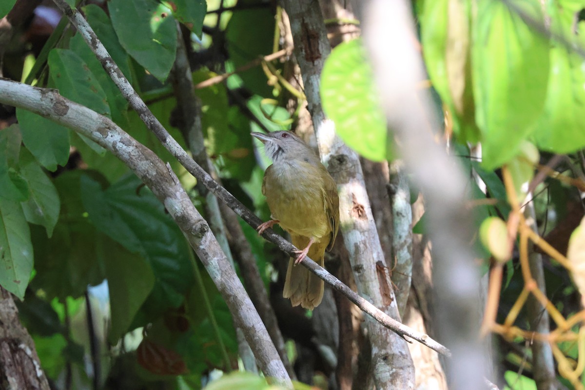 Gray-cheeked Bulbul - ML637687691