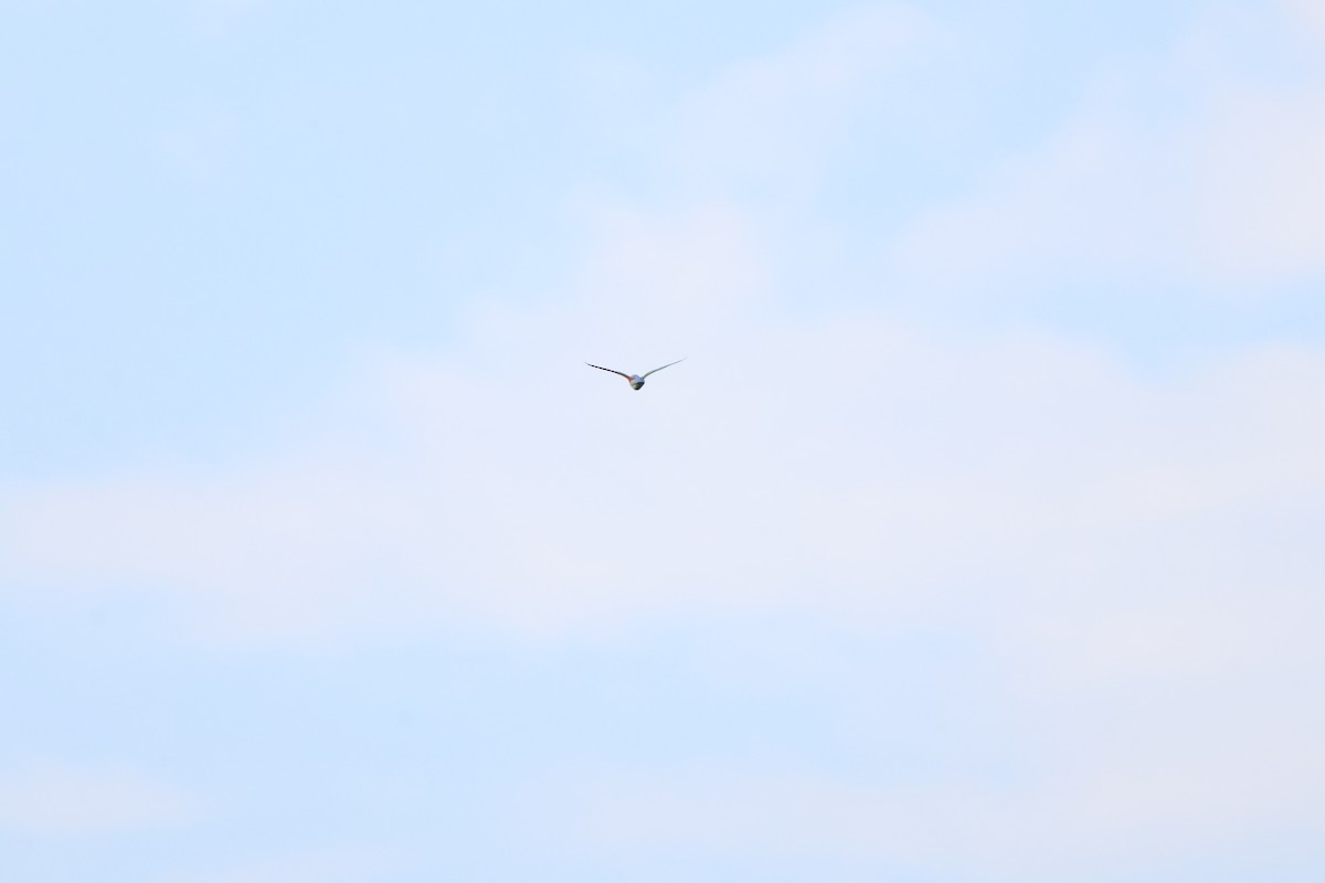 ルリゴシインコ - ML637687695