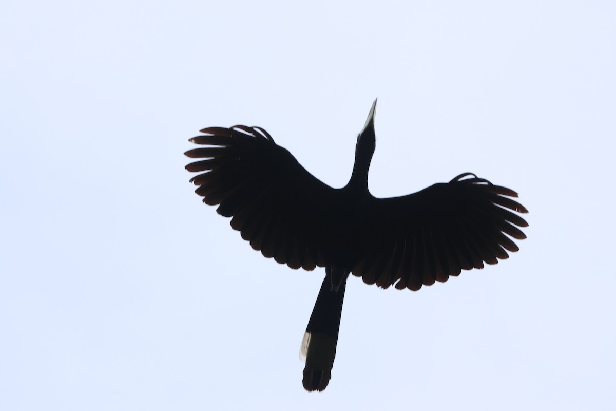 クロサイチョウ - ML637687709