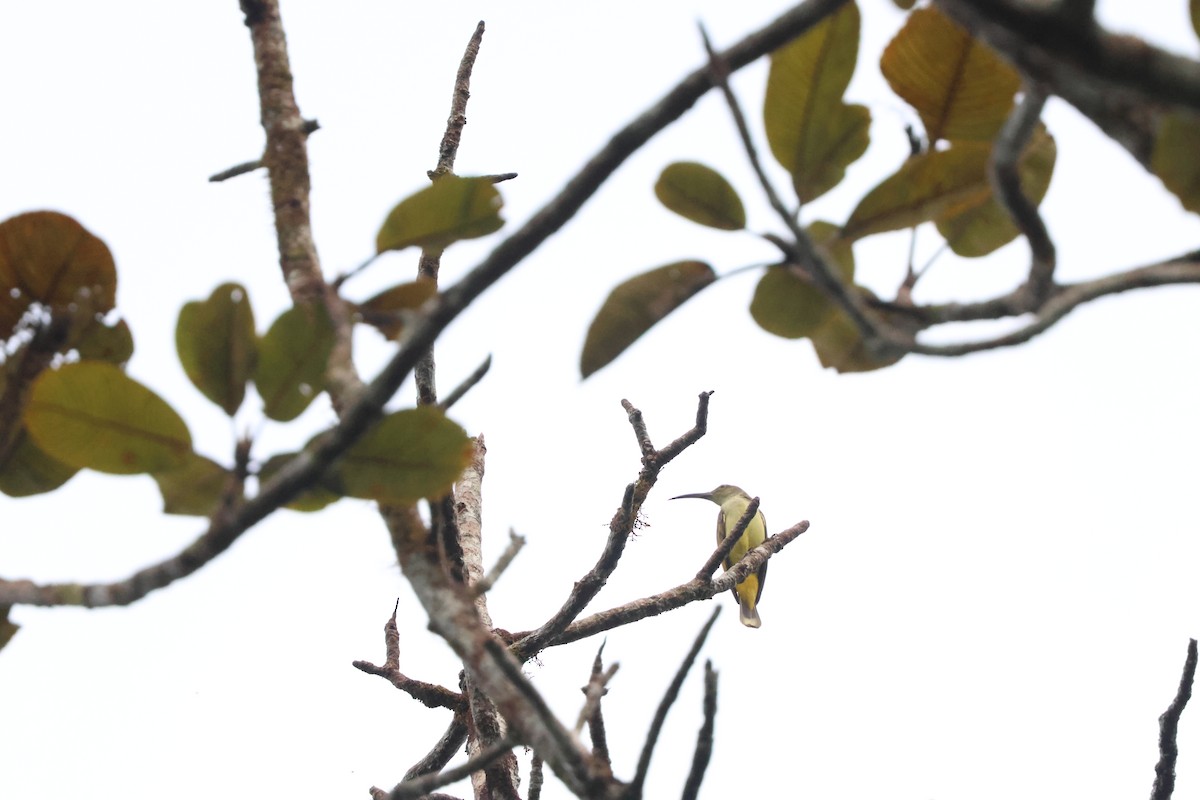 Thick-billed Spiderhunter - ML637687730