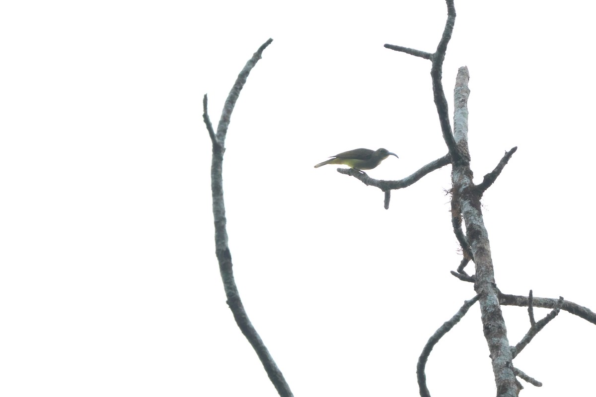 Thick-billed Spiderhunter - ML637687734